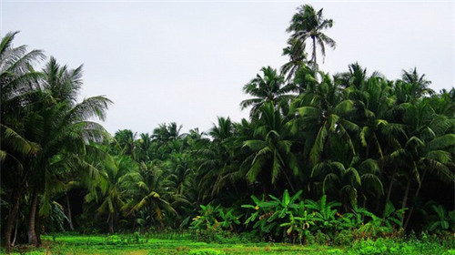奶茶店特色活动怎么做好